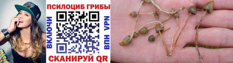 Галлюциногенные грибы Cubensis где найти наркотики Красногорск
